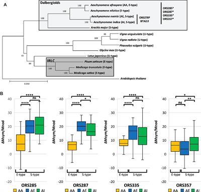 Symbiotic Efficiency of Spherical and Elongated Bacteroids in the Aeschynomene-Bradyrhizobium Symbiosis